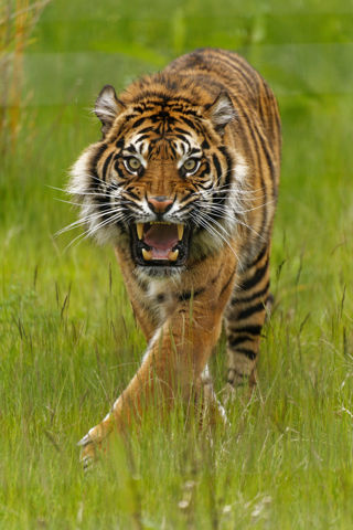 Twycross Zoo Sumatran Tiger