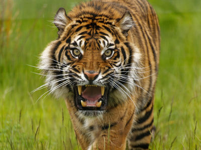 Twycross Zoo Sumatran Tiger