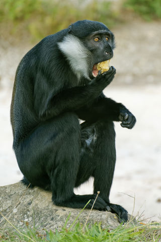 Twycross Zoo L'hoest Monkey