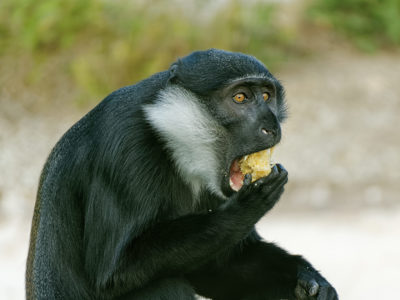 Twycross Zoo L'hoest Monkey