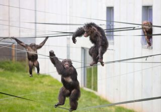 Chimp Eden Outside10 (1)