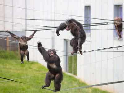 Chimp Eden Outside10 (1)