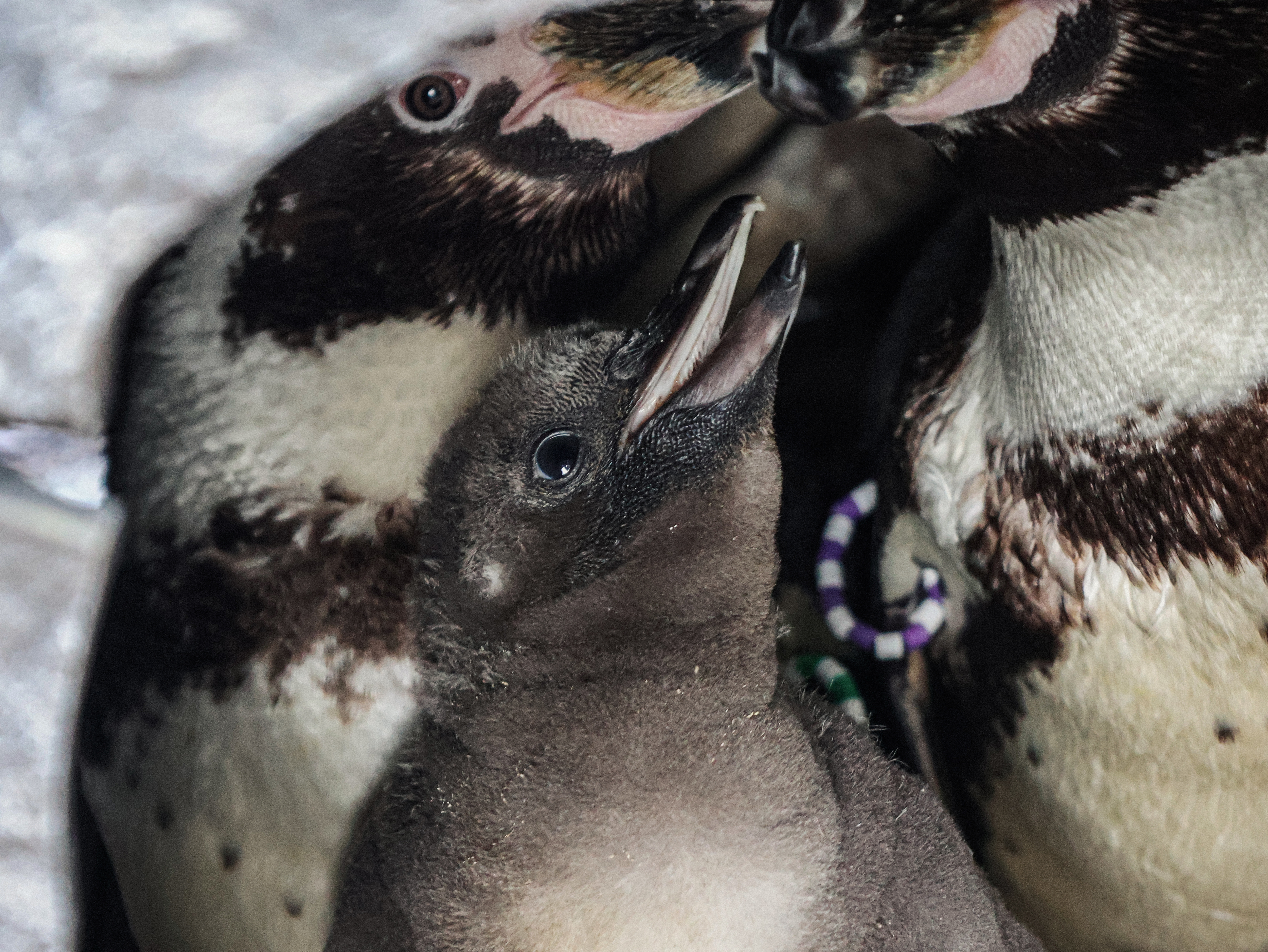 29.05.25 Penguin Chicks 5