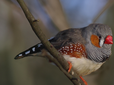 Zebra Finch