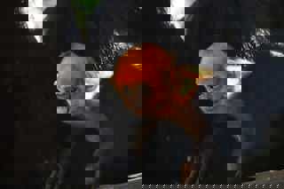 Fran The Francois2 Scaled (1)