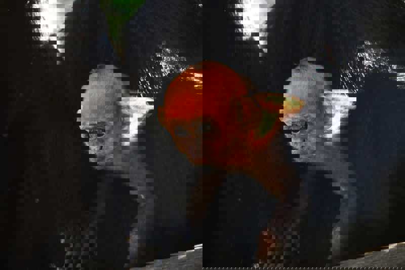 Fran The Francois2 Scaled (1)