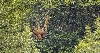 F&F Female Cao Vit Gibbon With Young