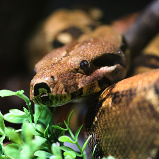 Boa 2