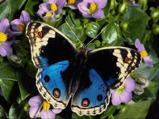 Butteryfly 3