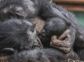 Bonobo Baby September 2025