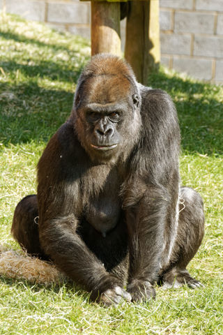 Twycross Zoo Gorilla