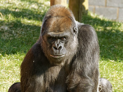 Twycross Zoo Gorilla