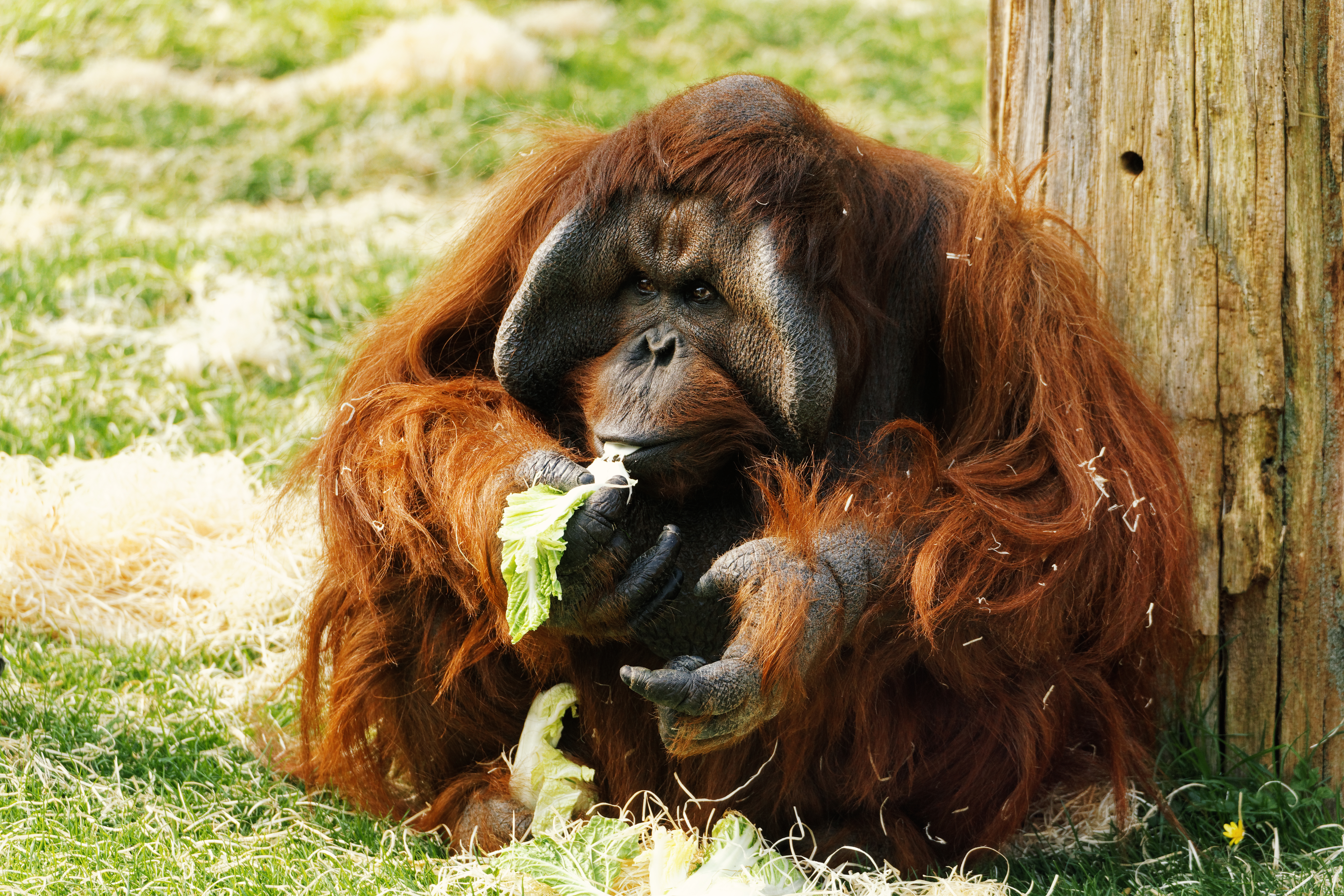 Bornean orangutan Batu eating cabbage at Twycross Zoo