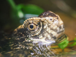 Crocodile Lizard