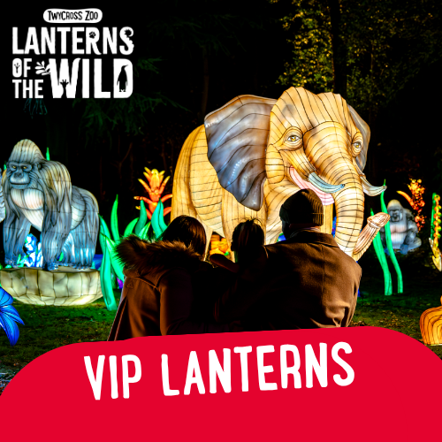 Lanterns of the Wild — VIP experience