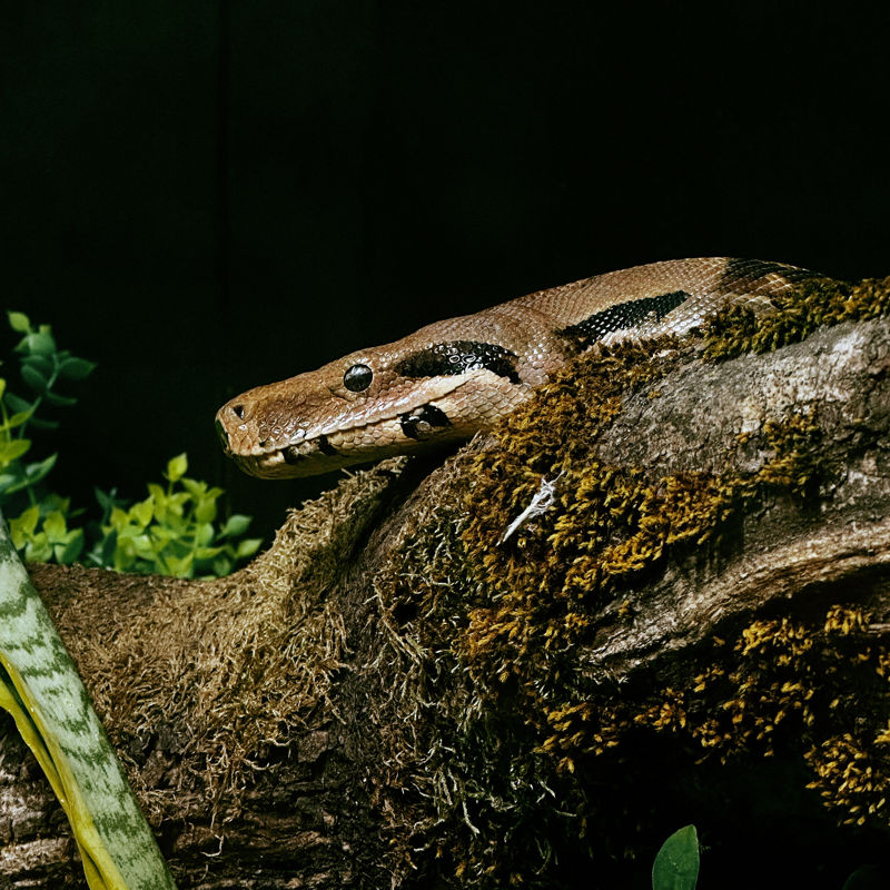 Twycross Zoo Boa constrictor