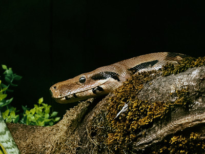 Twycross Zoo Boa constrictor