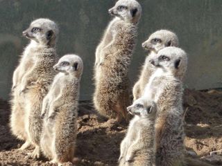 Meerkat Enc 1