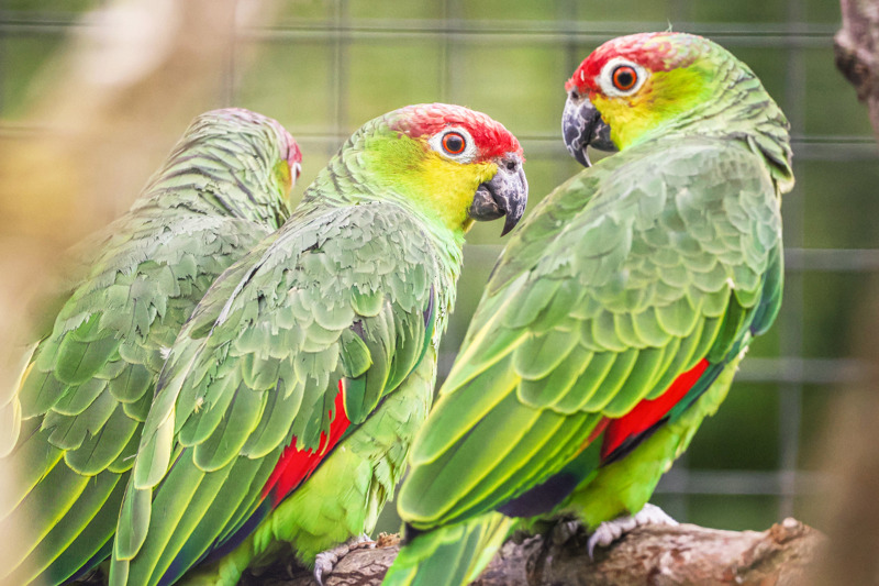 Ecuadorian Amazon Parrot Twycross Zoo August 2023 3