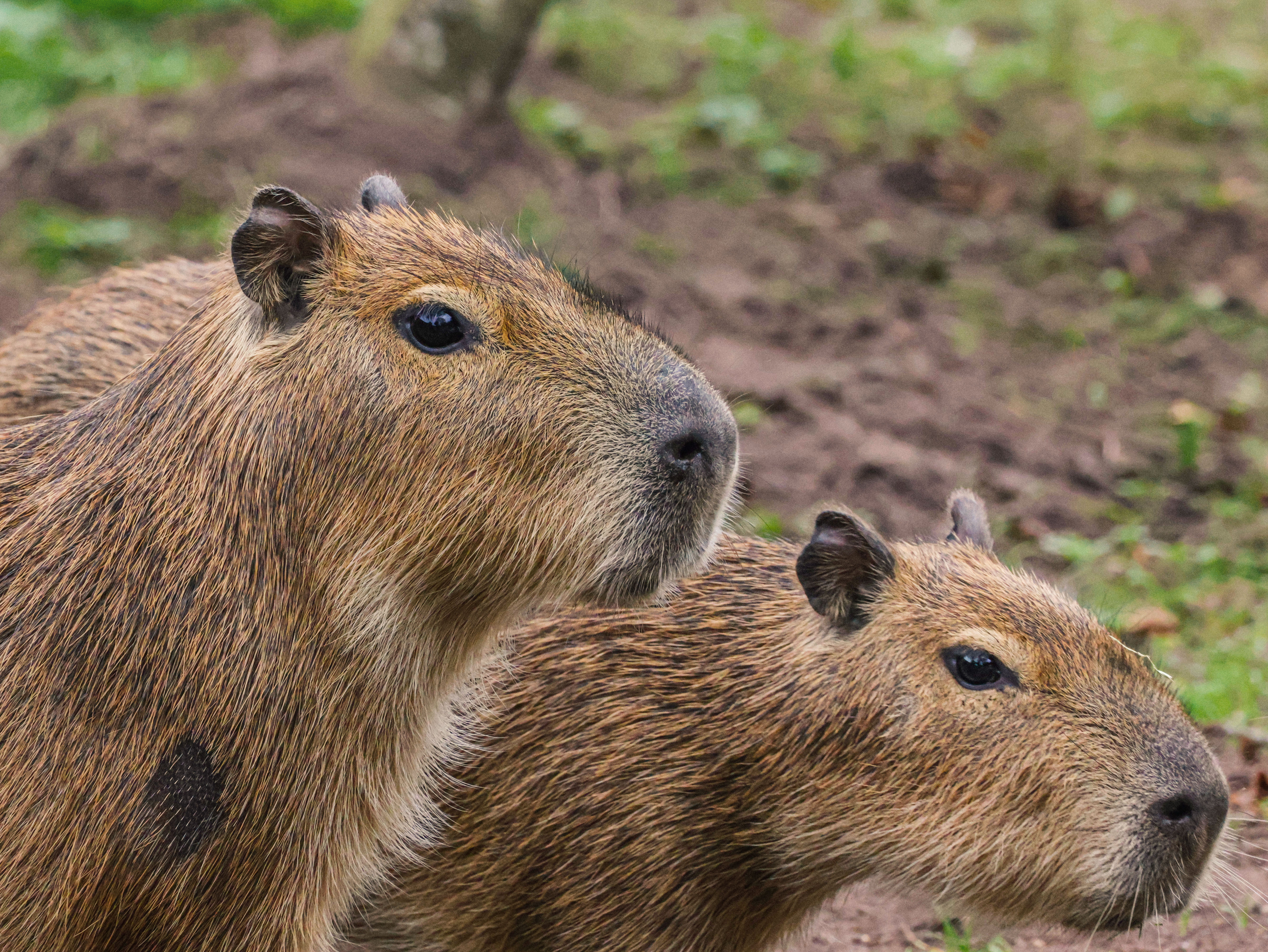 17.10.25 Capybara Arrive At Twycross Zoo 2
