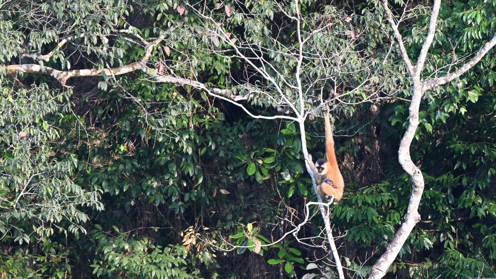 Signs of hope for a species the world thought was extinct!