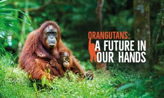 Orangs AFIOH Web (Desktop) (3)