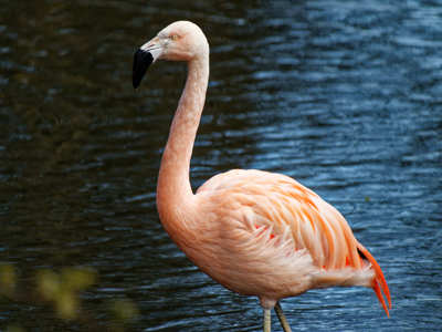Twycross Zoo Flamingo