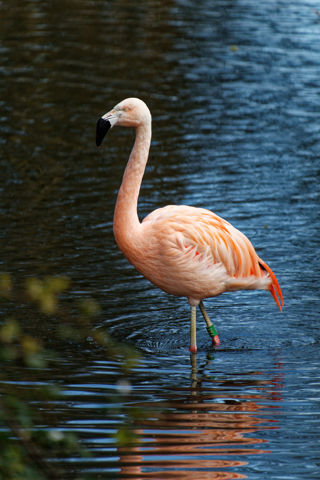 Twycross Zoo Flamingo