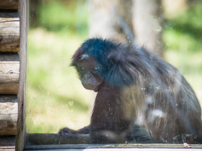 Variegated Spider Monkey