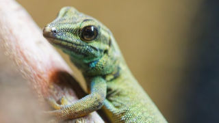 Yellow Headed Day Gecko