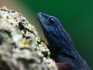 Turquiose Dwarf Gecko In Close Encounters (1)