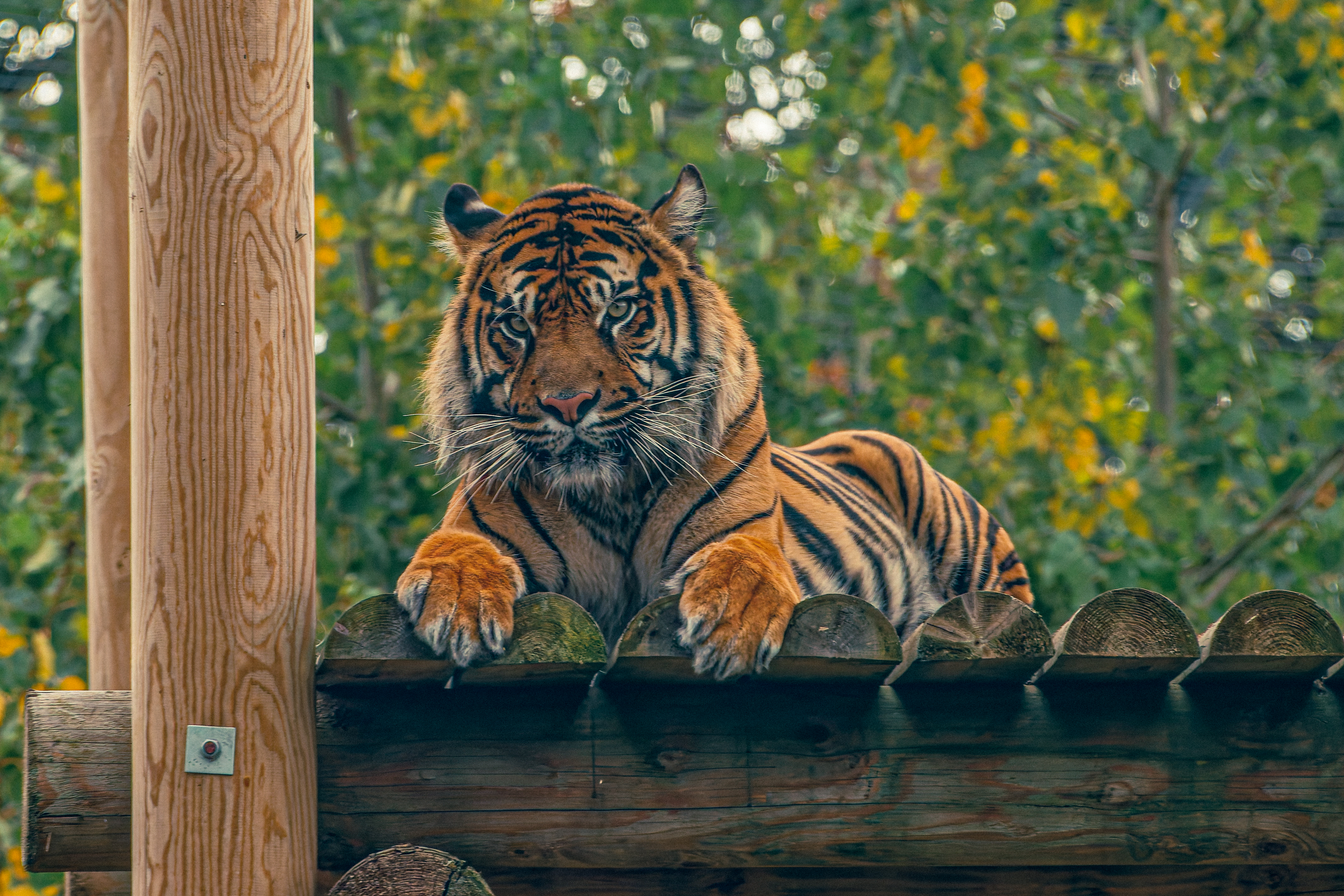 Phil Grain © Sialang The Male Sumatran Tiger 6