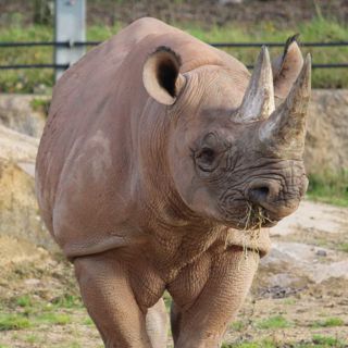 Rhino Enc 1