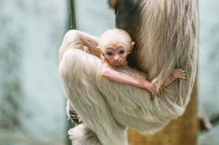Twycross Zoo Pileated Gibbon Infant October 2023 Phil Grain2