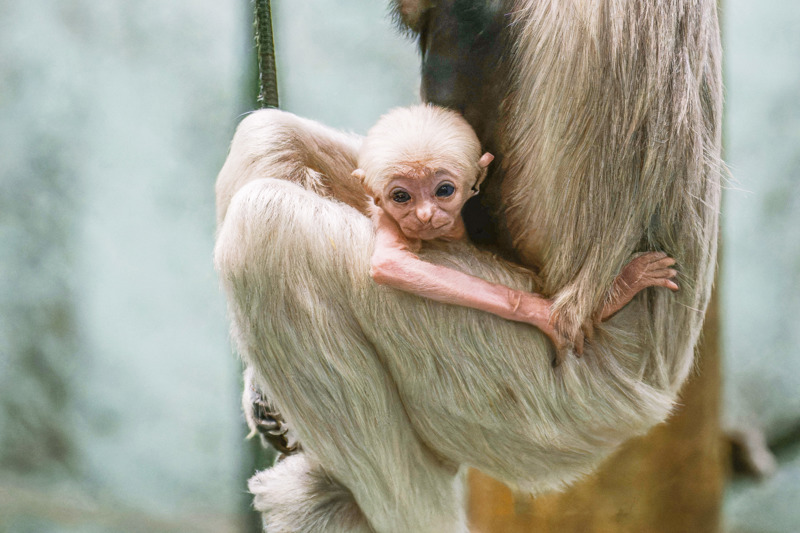 Twycross Zoo Pileated Gibbon Infant October 2023 Phil Grain2
