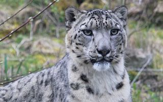 Snow Lep 1