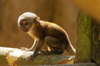L'Hoest's Monkey baby - May 2021