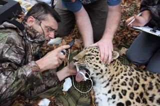 Wildlife Vets International