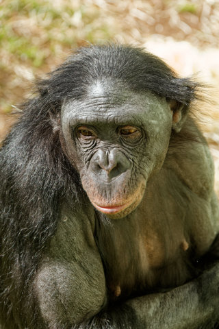 Bonobo portrait - April 2023