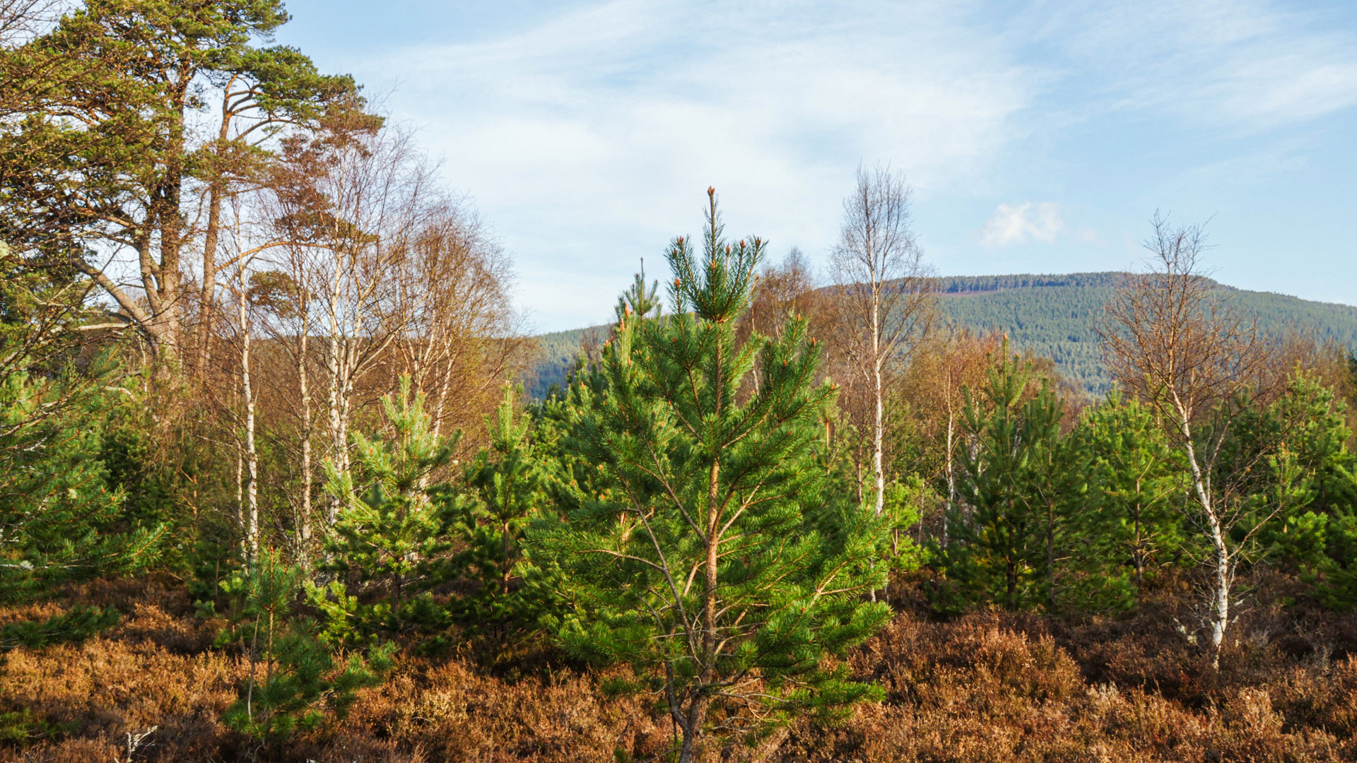 Twycross Zoo launches project to bring back extinct native species...