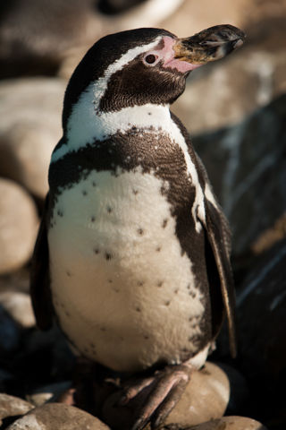Humboldt Penguin At Twycross Zoo - 2016