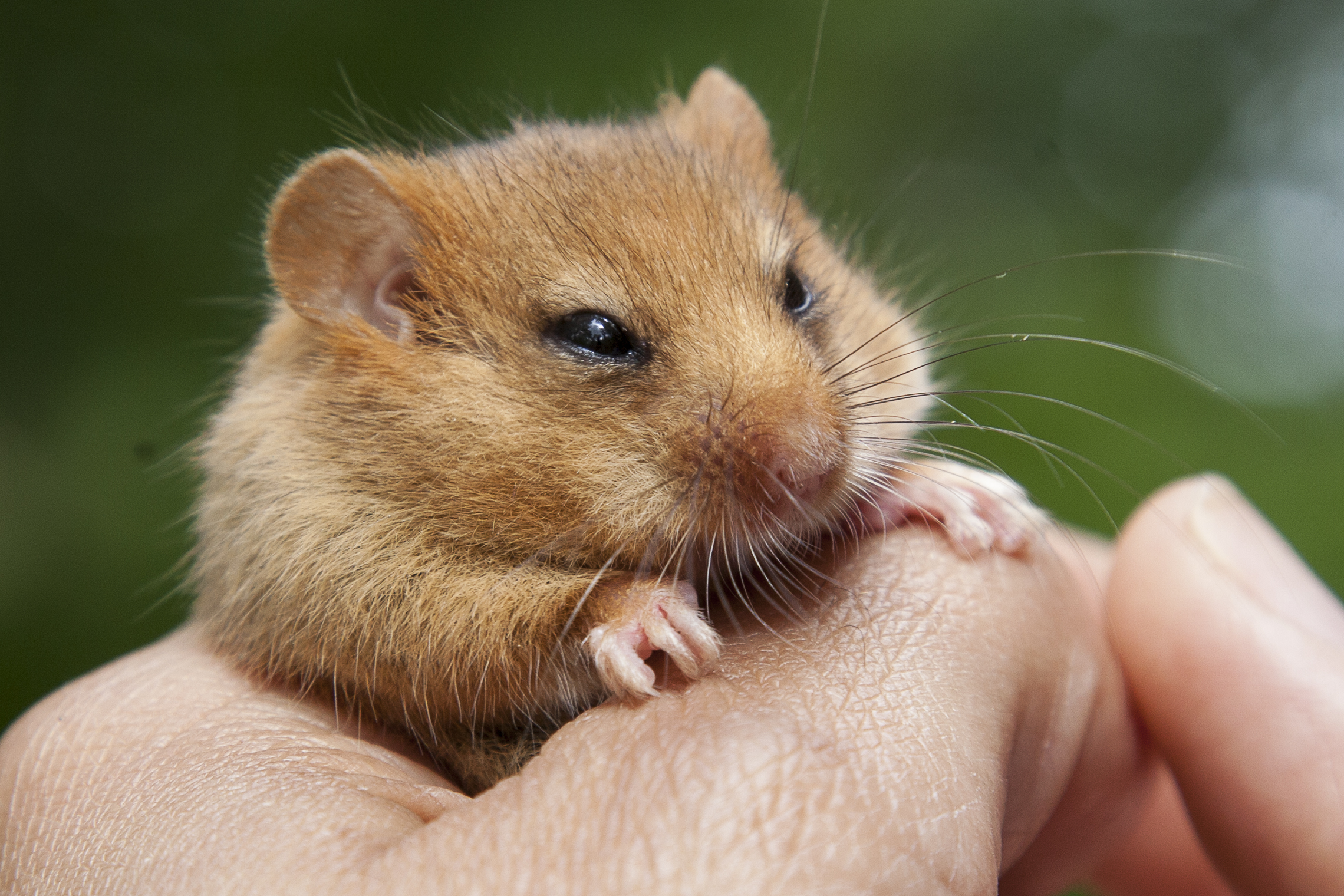 Hazel Dormouse In Hand. Credit Clare Pengelly (1)