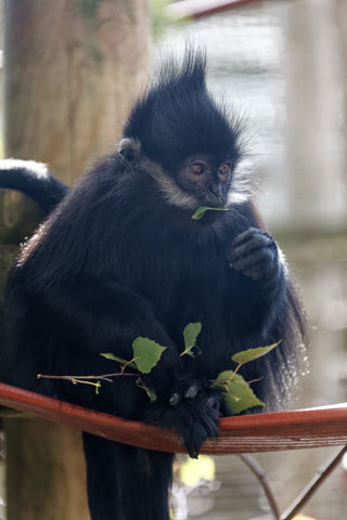 Francois' Langur eating leaf - October 2022