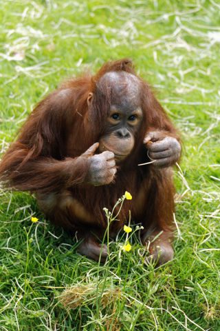 Bornean orangutan Basuki - May 2021
