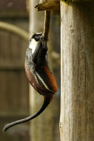 Diana Monkey climbing - March 2022