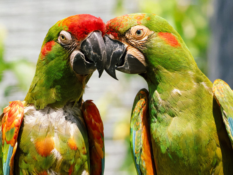 25.06.24 Twycross Zoo Red Fronted Macaws 2