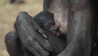 Twycross Baby Bonobo Announcement D16 Scaled