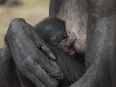 Twycross Baby Bonobo Announcement D16 Scaled