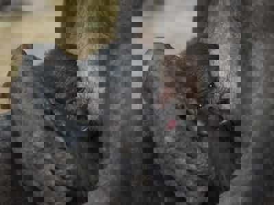 Twycross Baby Bonobo Announcement D16 Scaled