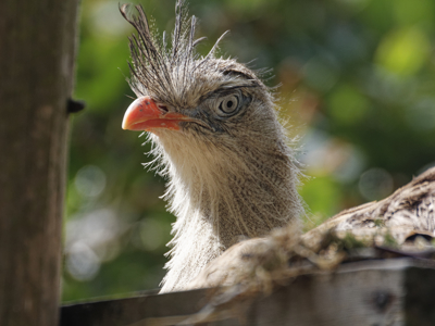 Twycross Zoo Red Legged Seriema